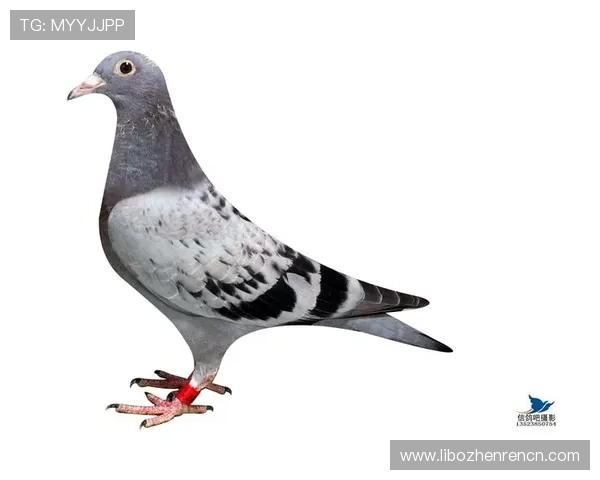 最新版本AG国际厅全站登录指南，详细步骤帮助用户顺利登录平台