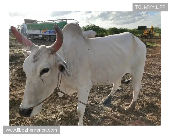 适合社交分享的牛牛图片精选，高清大图让你的朋友圈更吸引人