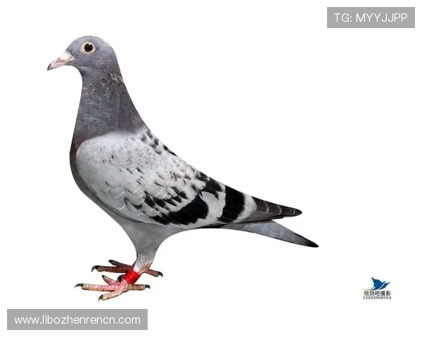 AG国际真人版会员注册流程常见问题解答，解决您在注册过程中遇到的疑问